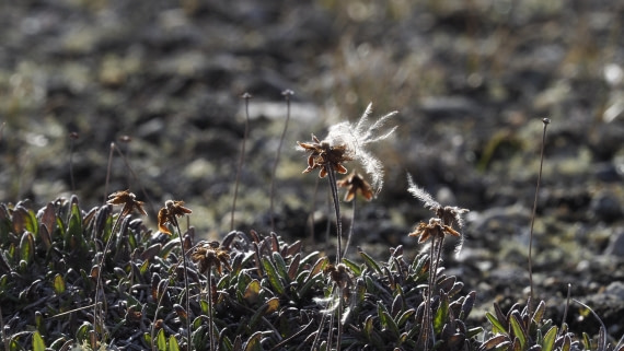 PLA11-24, Day 7, _1010726_© Ursula Tscherter © Ursula Tscherter - Oceanwide Expeditions.JPG
