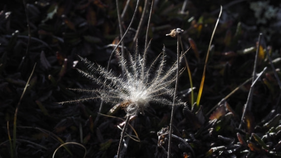PLA11-24, Day 7, _1010734_© Ursula Tscherter © Ursula Tscherter - Oceanwide Expeditions.JPG