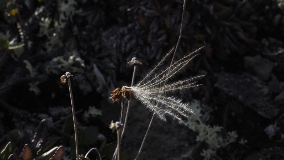PLA11-24, Day 7, _1010737_© Ursula Tscherter © Ursula Tscherter - Oceanwide Expeditions.JPG