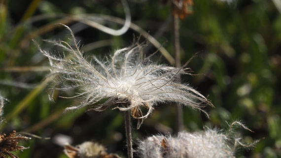 PLA11-24, Day 7, _1010741_© Ursula Tscherter © Ursula Tscherter - Oceanwide Expeditions.JPG