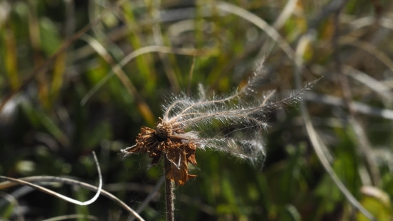 PLA11-24, Day 7, _1010746_© Ursula Tscherter © Ursula Tscherter - Oceanwide Expeditions.JPG