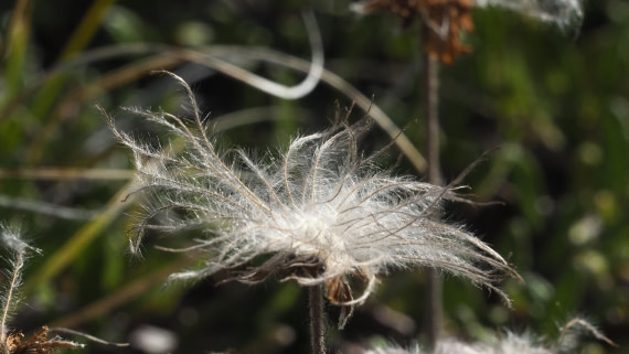 PLA11-24, Day 7, _1010747_© Ursula Tscherter © Ursula Tscherter - Oceanwide Expeditions.JPG