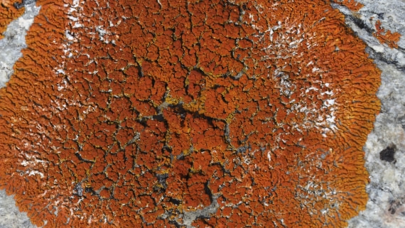 PLA11-24, Day 7, _1010809_© Ursula Tscherter © Ursula Tscherter - Oceanwide Expeditions.JPG