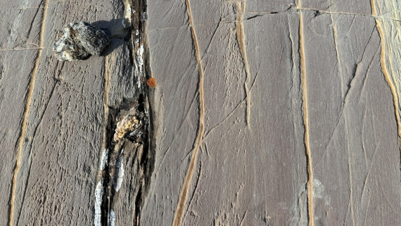 PLA11-24, Day 8,  IMG_E5470_© Ursula Tscherter © Ursula Tscherter - Oceanwide Expeditions.jpg