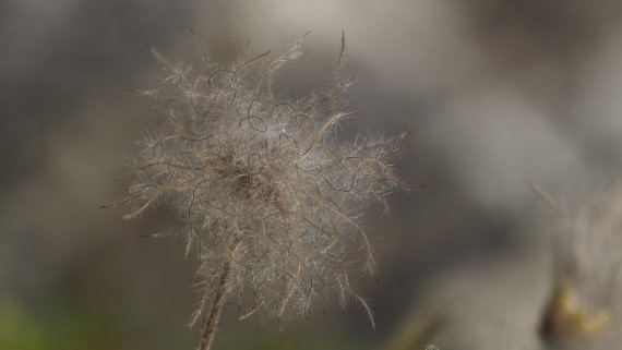 PLA11-24, Day 8, _1010255_© Ursula Tscherter © Ursula Tscherter - Oceanwide Expeditions.JPG