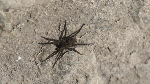 PLA11-24, Day 9, _1010016_© Ursula Tscherter © Ursula Tscherter - Oceanwide Expeditions.JPG