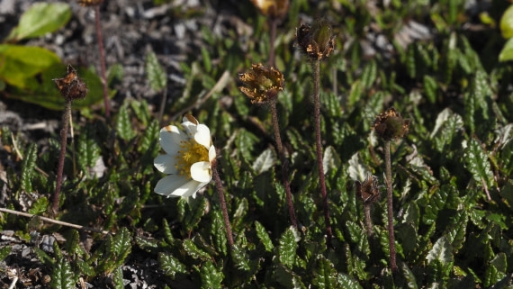 PLA11-24, Day 9, _1010131_© Ursula Tscherter © Ursula Tscherter - Oceanwide Expeditions.JPG