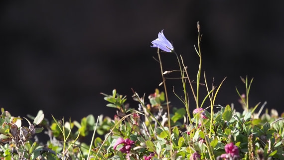 PLA11-24, Day 9, _1010256_© Ursula Tscherter © Ursula Tscherter - Oceanwide Expeditions.JPG