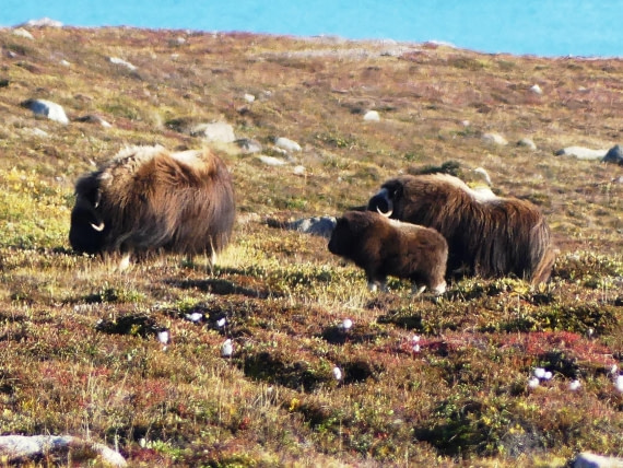 PLA11-24, Day 11,  Musk Ox group 1 © Unknown photographer - Oceanwide Expeditions.JPG