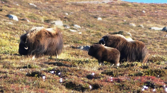 PLA11-24, Day 11,  Musk Ox group 1 16 x 9 © Unknown photographer - Oceanwide Expeditions.JPG