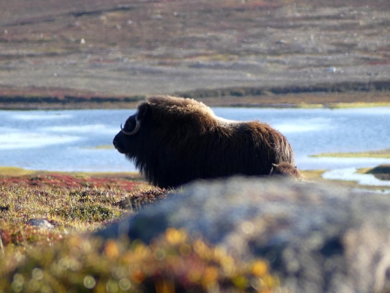 PLA11-24, Day 11,  Musk Ox profile 1 © Unknown photographer - Oceanwide Expeditions.JPG