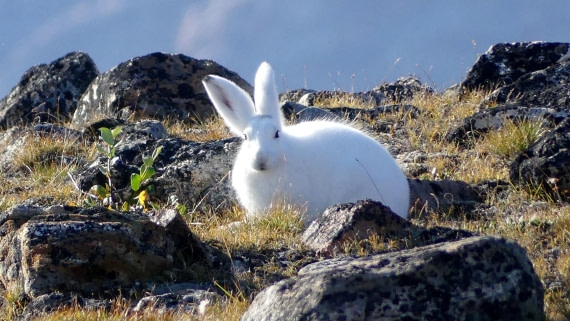 PLA11-24, Day 11, Arctic Hare 1 16 x 9 © Unknown photographer - Oceanwide Expeditions.JPG