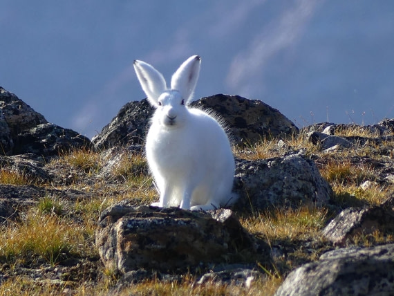 PLA11-24, Day 11, Arctic Hare 3 © Unknown photographer - Oceanwide Expeditions.JPG