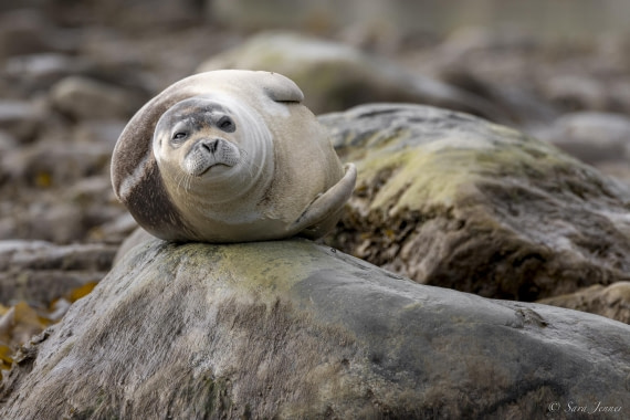 HDS12-24, Day 2,  Harbour Seal 1 © Sara Jenner - Oceanwide Expeditions.jpg