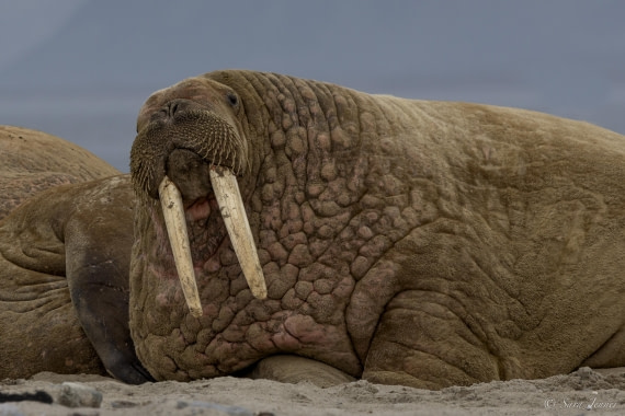 HDS12-24, Day 2,  Walrus 1 © Sara Jenner - Oceanwide Expeditions.jpg