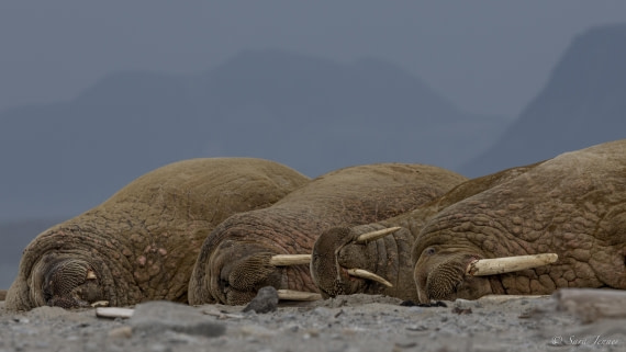 HDS12-24, Day 2,  Walrus 2 © Sara Jenner - Oceanwide Expeditions.jpg