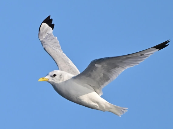 HDS12-24, Day 3,  Kittiwake 2 - Andrew Crowder_004 © Andrew Crowder - Oceanwide Expeditions.JPG