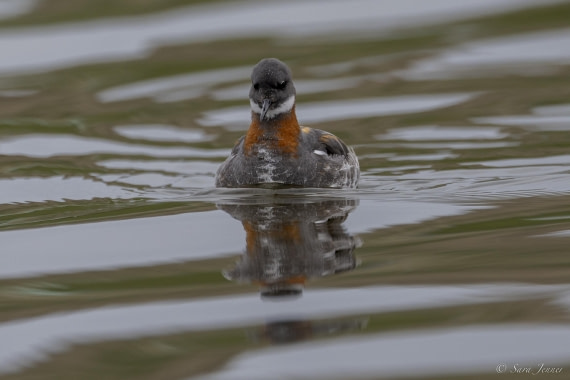 HDS12-24, Day 3,  Red necked phalarope © Sara Jenner - Oceanwide Expeditions.jpg