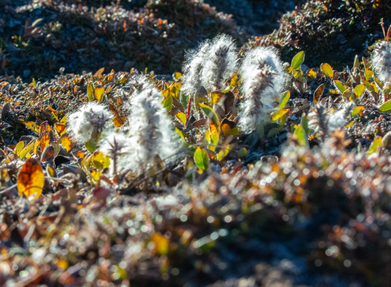 HDS12-24, Day 5,  _DSC2936 © Unknown photographer - Oceanwide Expeditions.png