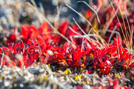 HDS12-24, Day 5,  _DSC2937 © Unknown photographer - Oceanwide Expeditions.png