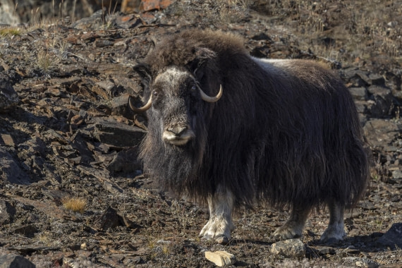 HDS12-24, Day 5,  Musk Ox 1 © Sara Jenner - Oceanwide Expeditions.jpg