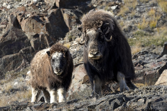 HDS12-24, Day 5,  Musk Ox 2 © Sara Jenner - Oceanwide Expeditions.jpg
