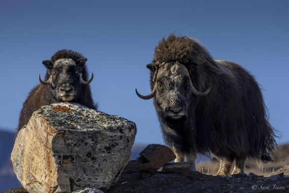 HDS12-24, Day 6,  Musk ox 1 (2) © Sara Jenner - Oceanwide Expeditions.jpg