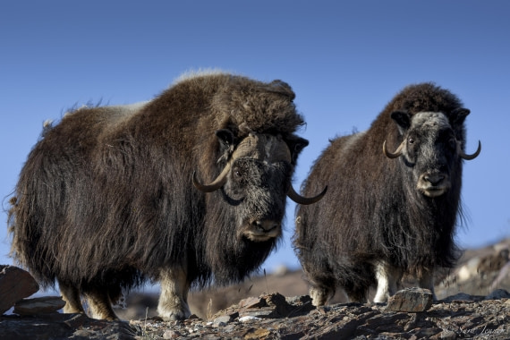HDS12-24, Day 6,  Musk ox 2 (2) © Sara Jenner - Oceanwide Expeditions.jpg