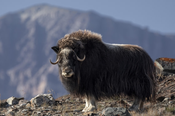 HDS12-24, Day 6,  Musk ox 3 (2) © Sara Jenner - Oceanwide Expeditions.jpg