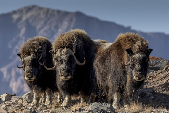 HDS12-24, Day 6,  Musk ox 6 © Sara Jenner - Oceanwide Expeditions.jpg