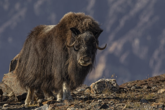 HDS12-24, Day 6,  Musk ox 7 © Sara Jenner - Oceanwide Expeditions.jpg