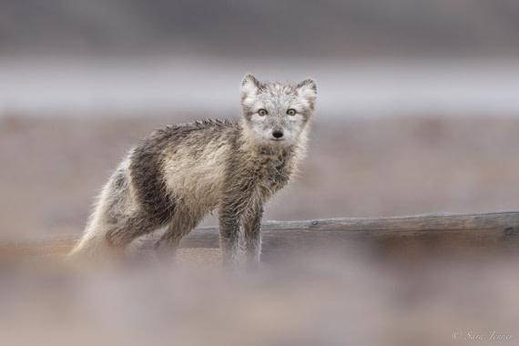 HDS12-24, Day 9,  Arctic fox 2 © Sara Jenner - Oceanwide Expeditions.jpg