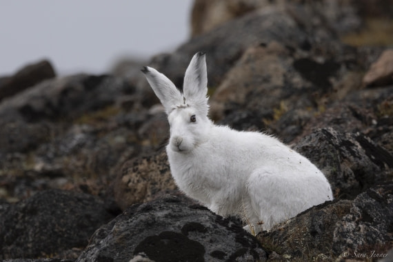 HDS12-24, Day 10,  Arctic Hare Sydkap 1 © Sara Jenner - Oceanwide Expeditions.jpg