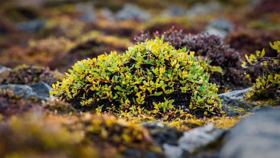 HDS12-24, Day 10,  PAZ_8521 © Alexander Romanovskiy - Oceanwide Expeditions.jpg