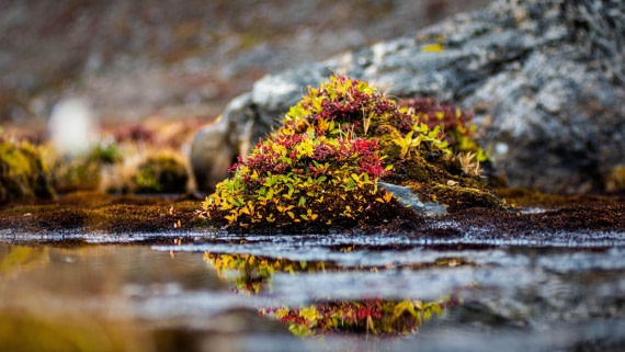 HDS12-24, Day 10,  PAZ_8587 © Alexander Romanovskiy - Oceanwide Expeditions.jpg