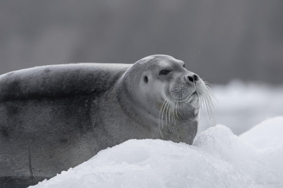 HDS12-24, Day 11,  Beared seal_ © Sara Jenner - Oceanwide Expeditions.jpg