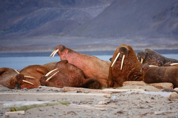 walrussen