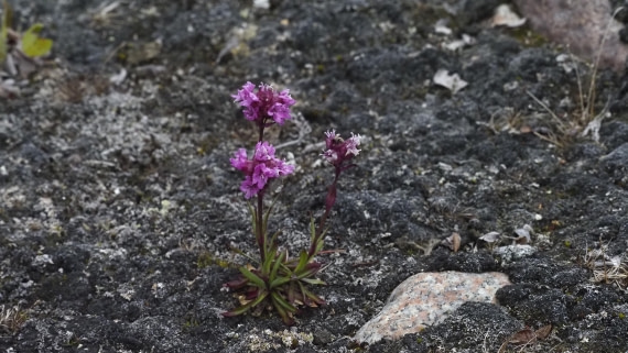 PLA12-24, Day 3,  _9020048_© Ursula Tscherter © Ursula Tscherter - Oceanwide Expeditions.JPG