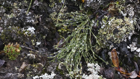 PLA12-24, Day 3,  _9020081_© Ursula Tscherter © Ursula Tscherter - Oceanwide Expeditions.JPG