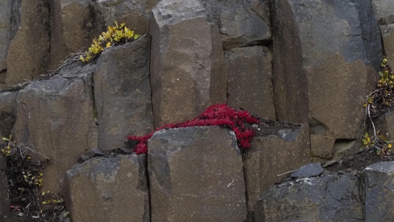 PLA12-24, Day 3,  _9020173_© Ursula Tscherter © Ursula Tscherter - Oceanwide Expeditions.JPG