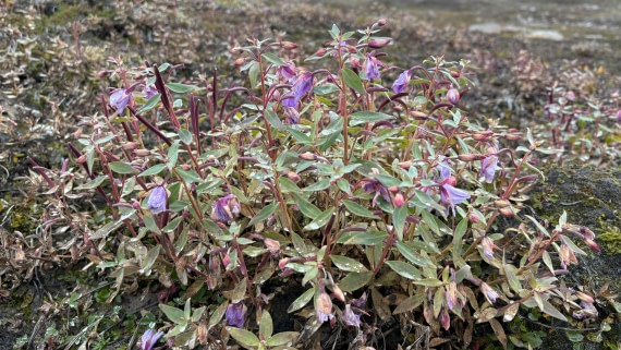 PLA12-24, Day 3,  IMG_E6409_© Ursula Tscherter © Ursula Tscherter - Oceanwide Expeditions.jpg