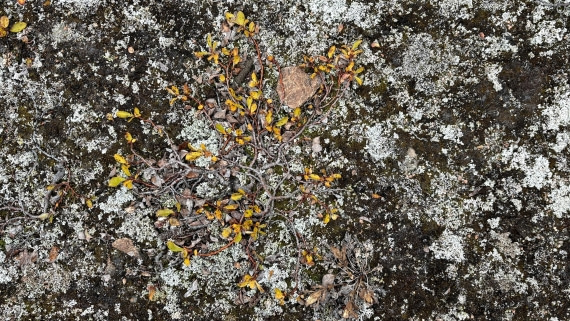 PLA12-24, Day 3,  IMG_E6428_© Ursula Tscherter © Ursula Tscherter - Oceanwide Expeditions.jpg