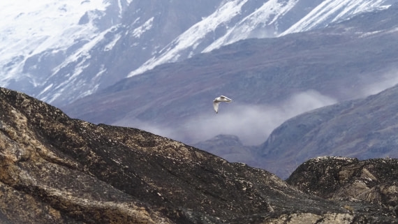 PLA12-24, Day 4,  _1010005_© Ursula Tscherter © Ursula Tscherter - Oceanwide Expeditions.JPG