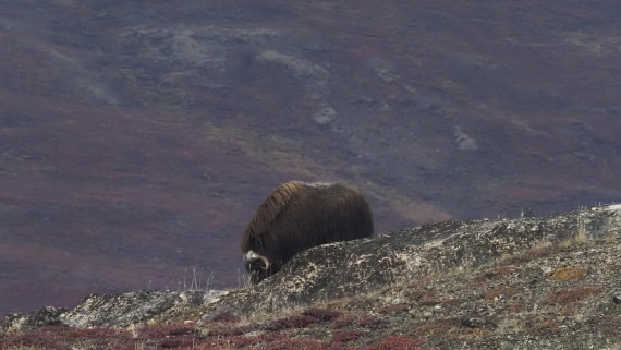 PLA12-24, Day 4,  _1010040_© Ursula Tscherter © Ursula Tscherter - Oceanwide Expeditions.JPG