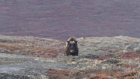 PLA12-24, Day 4,  _1010050_© Ursula Tscherter © Ursula Tscherter - Oceanwide Expeditions.JPG