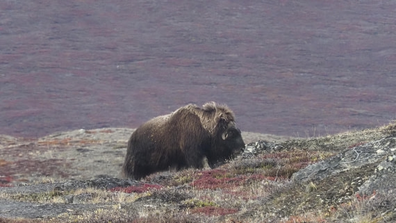 PLA12-24, Day 4,  _1010057_© Ursula Tscherter © Ursula Tscherter - Oceanwide Expeditions.JPG