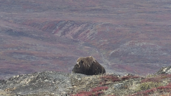 PLA12-24, Day 4,  _1010079_© Ursula Tscherter © Ursula Tscherter - Oceanwide Expeditions.JPG