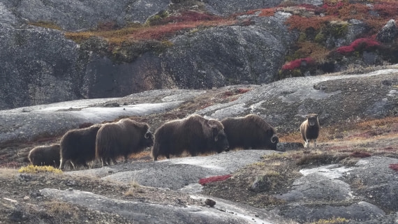PLA12-24, Day 4,  _1010112_© Ursula Tscherter © Ursula Tscherter - Oceanwide Expeditions.JPG