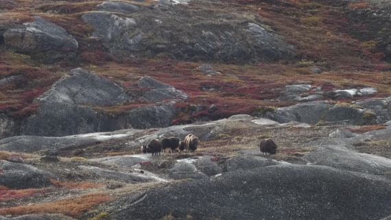 PLA12-24, Day 4,  _1010146_© Ursula Tscherter © Ursula Tscherter - Oceanwide Expeditions.JPG
