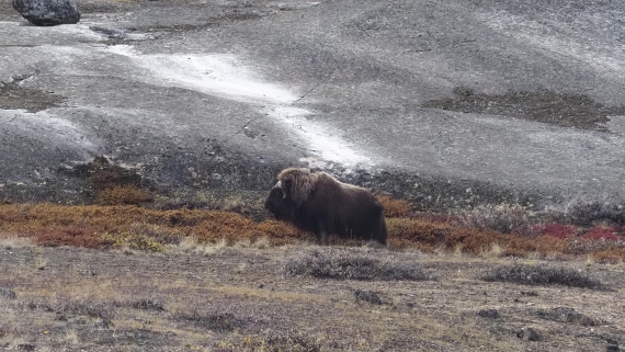 PLA12-24, Day 4,  _1010217_© Ursula Tscherter © Ursula Tscherter - Oceanwide Expeditions.JPG